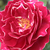 Czerwono - biały  - Róże Hybrid Perpetual - Baron Girod de l'Ain